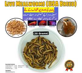 Darkling Beetle Meal Worms (Organic Food For Birds)
