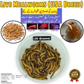 Darkling Beetle Meal Worms (Organic Food For Birds)