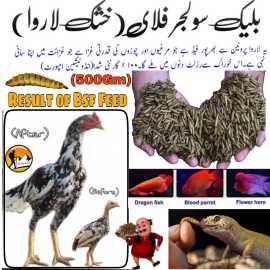 Black Soldier Flies Dried Larvae (500 Grams)