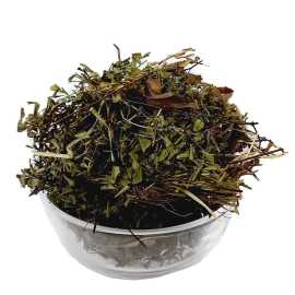 Maidenhair Parsoshaan by Sabir Sons