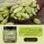 Organic Cardamom Seeds - Helps With Digestive Problem