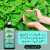 Peppermint Oil - Controls Excess Oil On The Skin