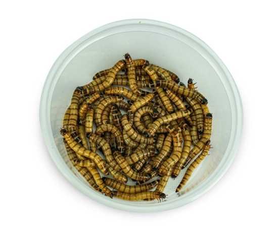 Darkling Beetle Meal Worms (Organic Food For Birds)