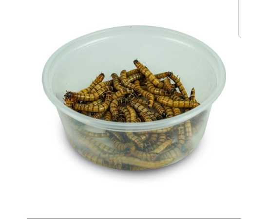 Darkling Beetle Meal Worms (Organic Food For Birds)