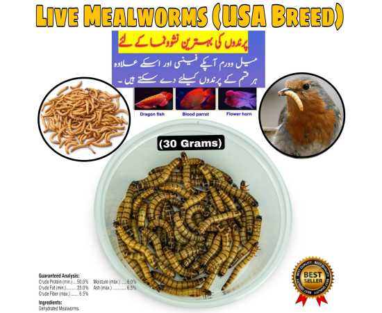 Darkling Beetle Meal Worms (Organic Food For Birds)