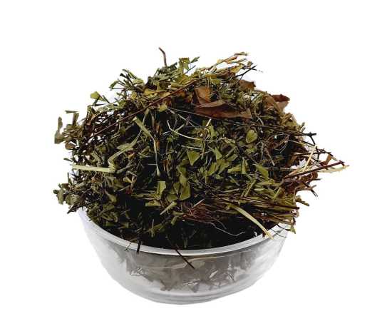 Maidenhair Parsoshaan by Sabir Sons