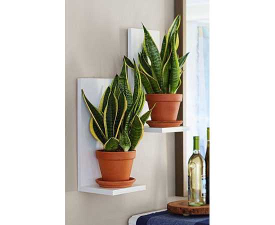 Wall Mounted Multipurpose Planter Shelve - Set of 2