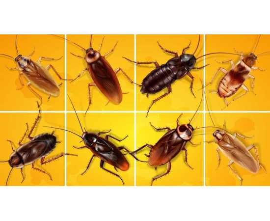 Triple Action Magic Cockroach killer Gel